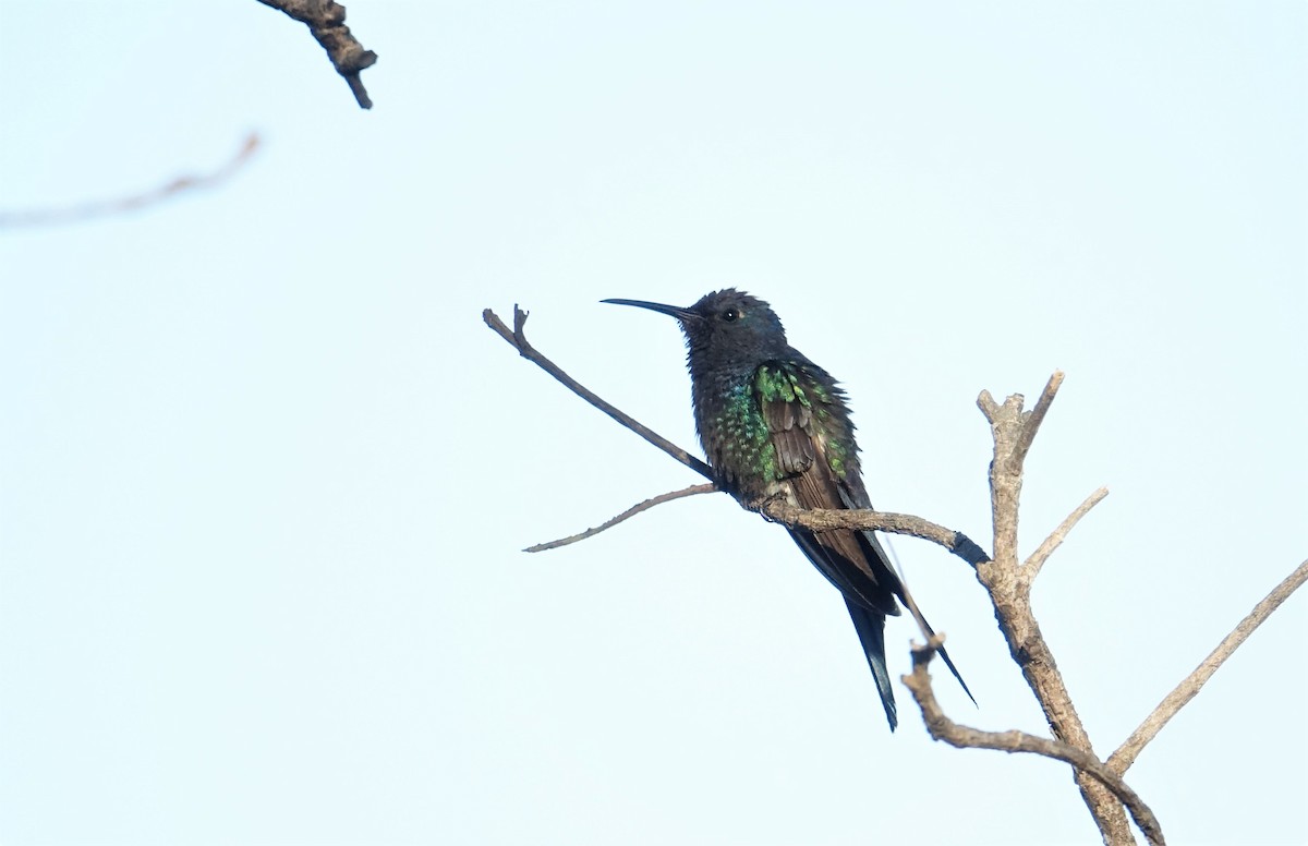 Swallow-tailed Hummingbird - Ottavio Janni