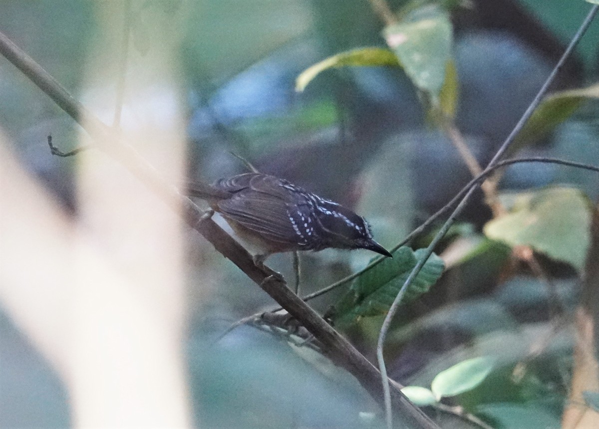 Peruvian Warbling-Antbird - ML65923721
