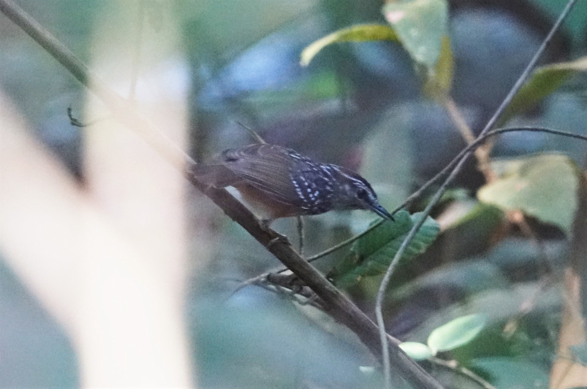Peruvian Warbling-Antbird - ML65923731