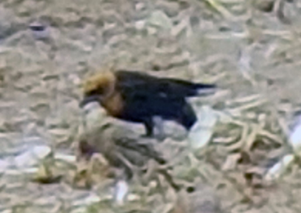 Yellow-headed Blackbird - Ann Nightingale