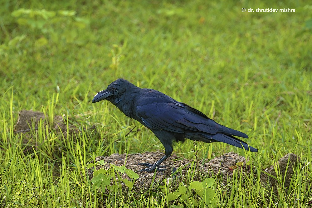 Large-billed Crow - Shrutidev Mishra