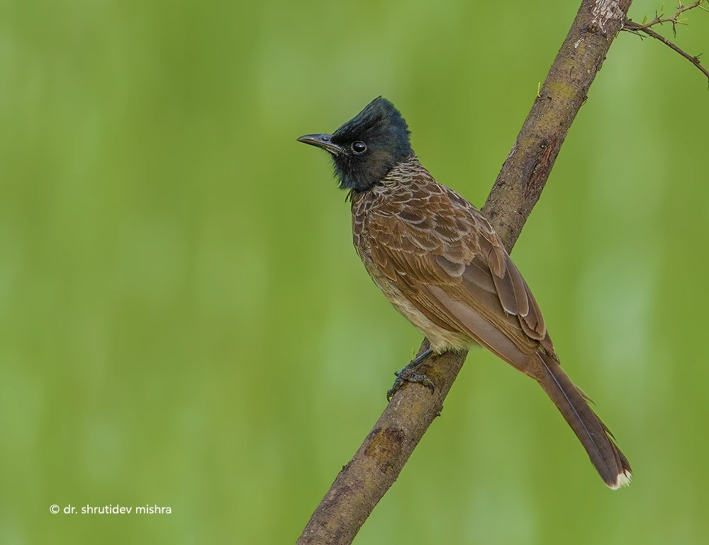 Red-vented Bulbul - ML65925601
