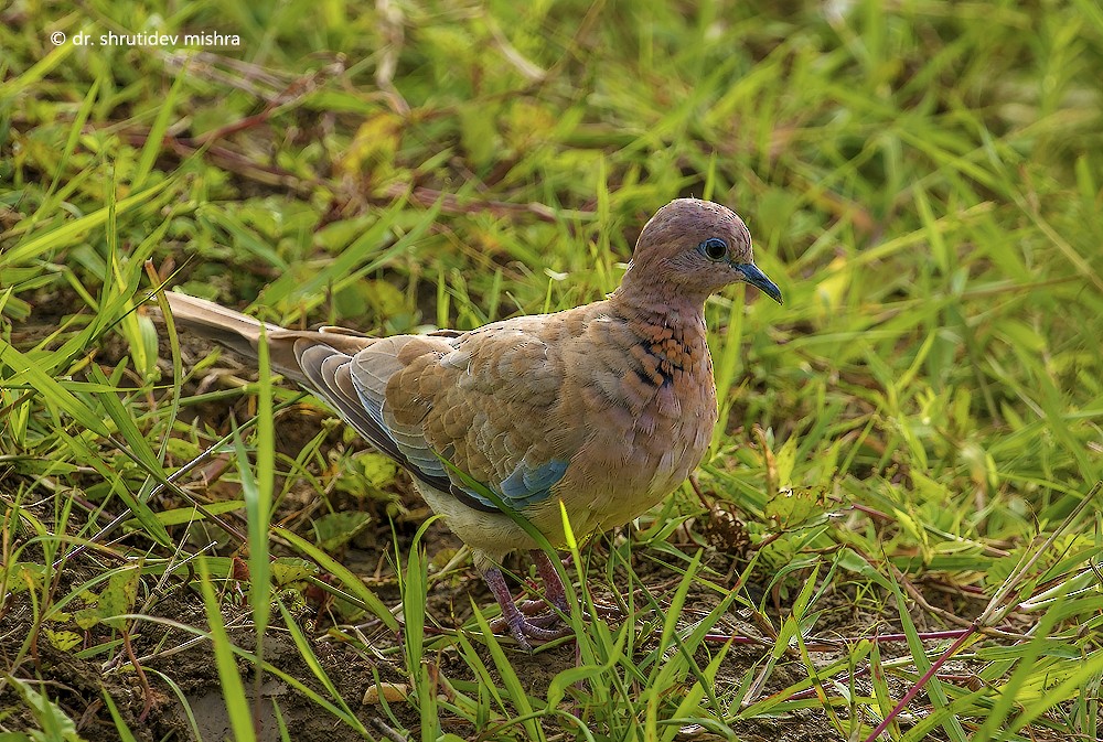 Laughing Dove - ML65925621