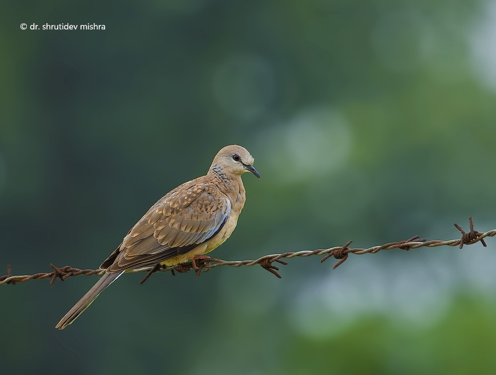 Spotted Dove - ML65925861