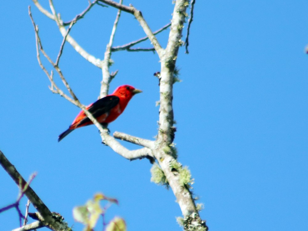 Scarlet Tanager - ML65926651