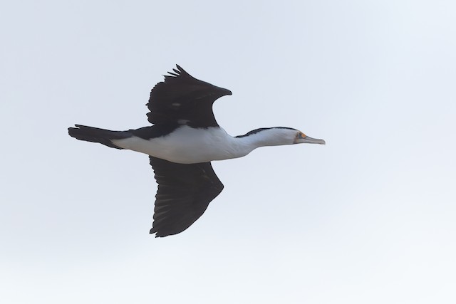 Pied Cormorant
