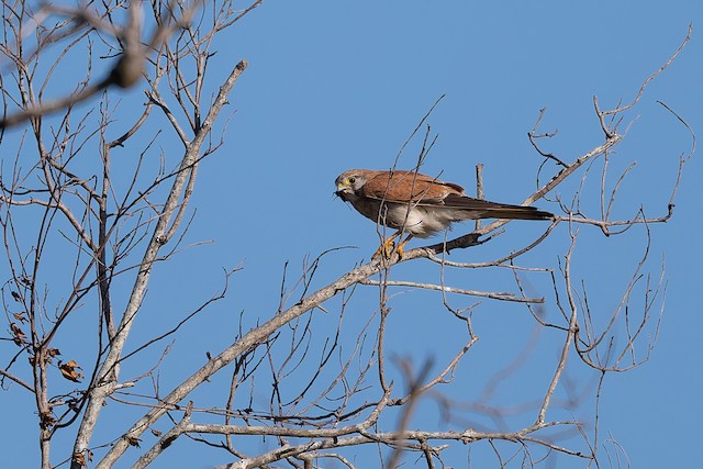 Nankeen Kestrel