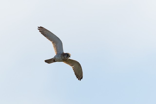Nankeen Kestrel