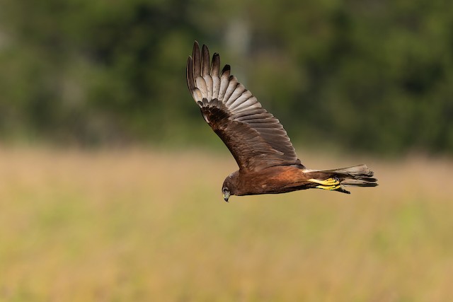 Swamp Harrier