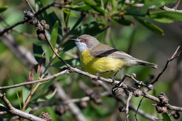 White-throated Gerygone
