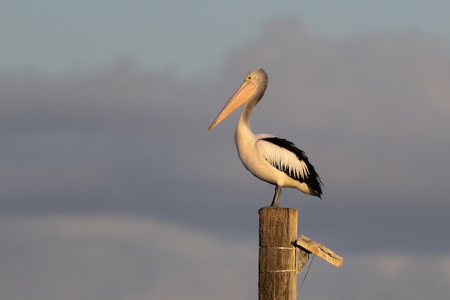 Australian Pelican