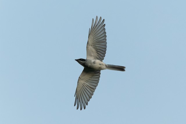 Black-faced Cuckooshrike