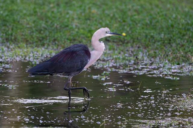 Pacific Heron