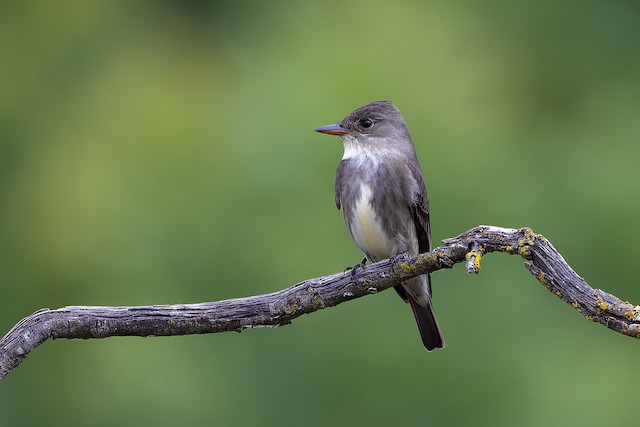 Olive-sided Flycatcher