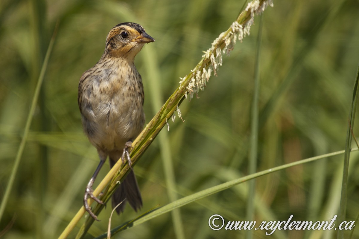 Saltmarsh Sparrow - Rey Clermont