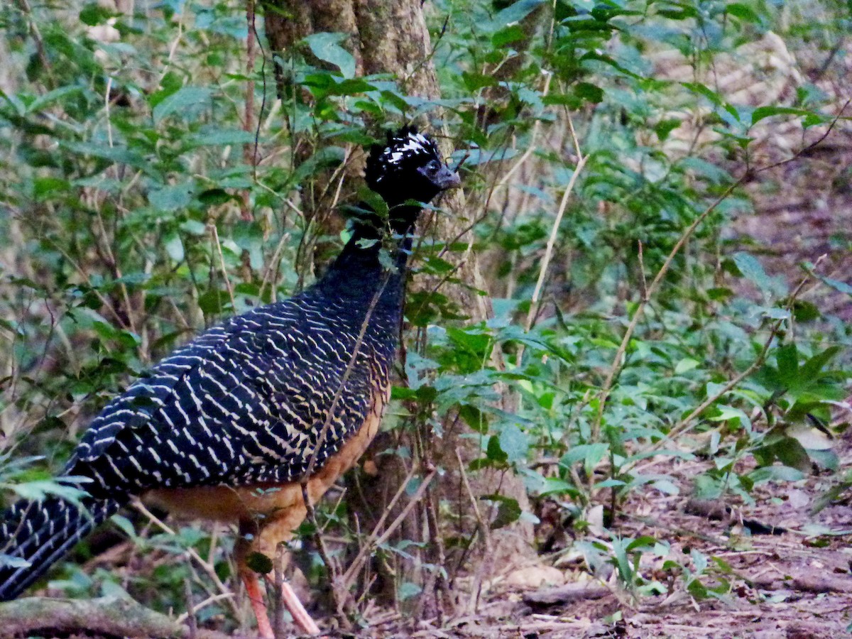 Bare-faced Curassow - ML65933501