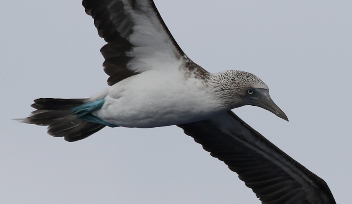 Blue-footed Booby - ML65936841