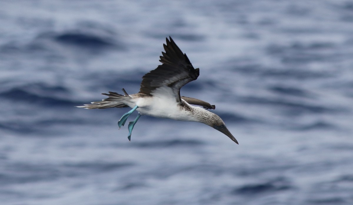 Blue-footed Booby - ML65936851
