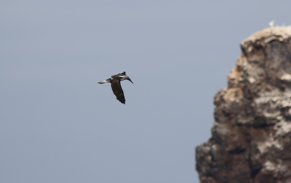 Blue-footed Booby - ML65936861