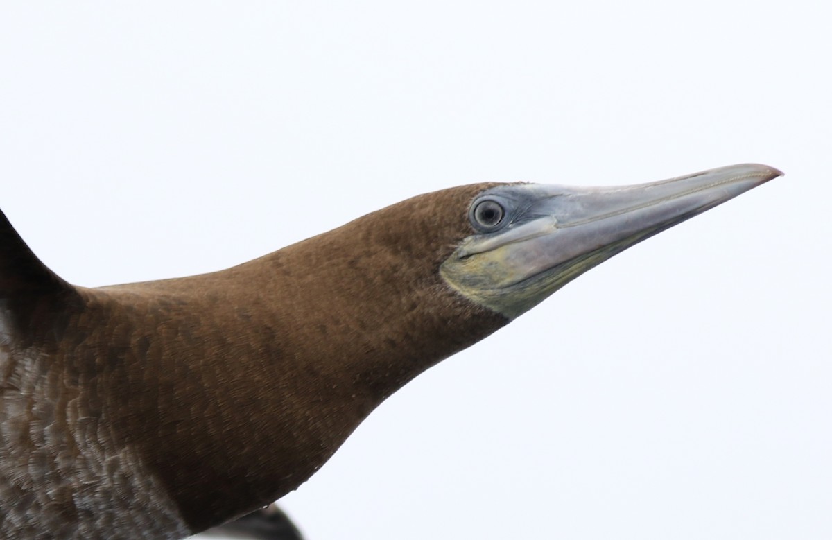 Brown Booby - ML65936991