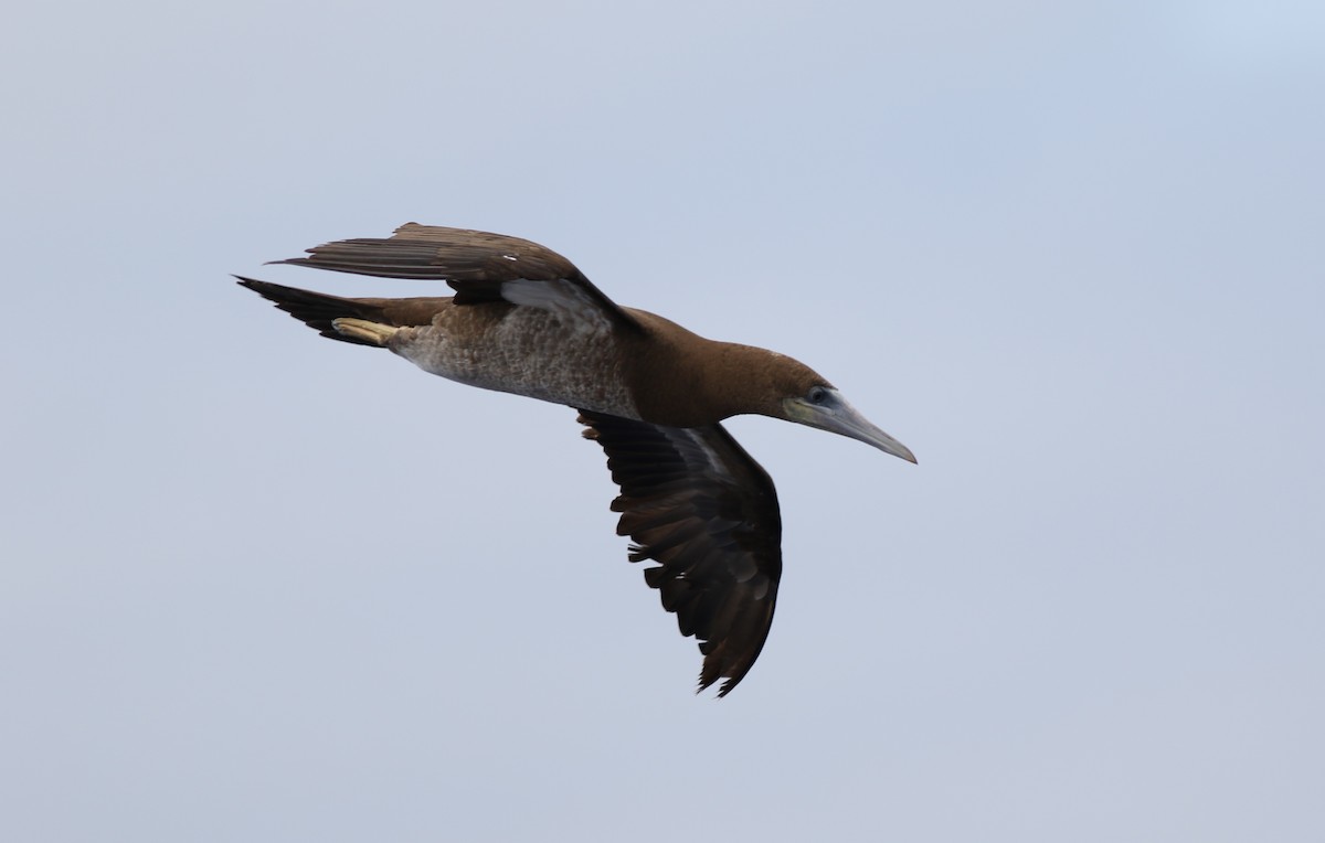 Brown Booby - ML65937021