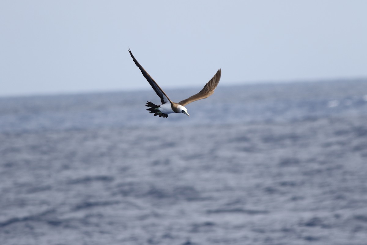 Brown Booby - ML65937031