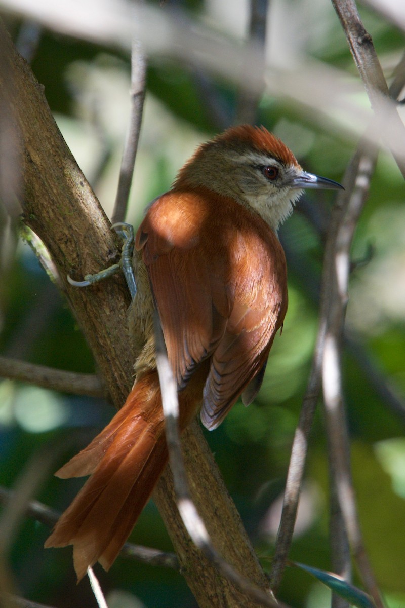 Marcapata Spinetail - ML65937161
