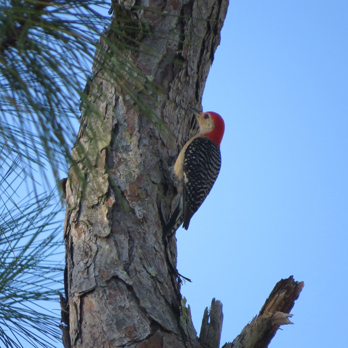 Red-bellied Woodpecker - Bev Hansen