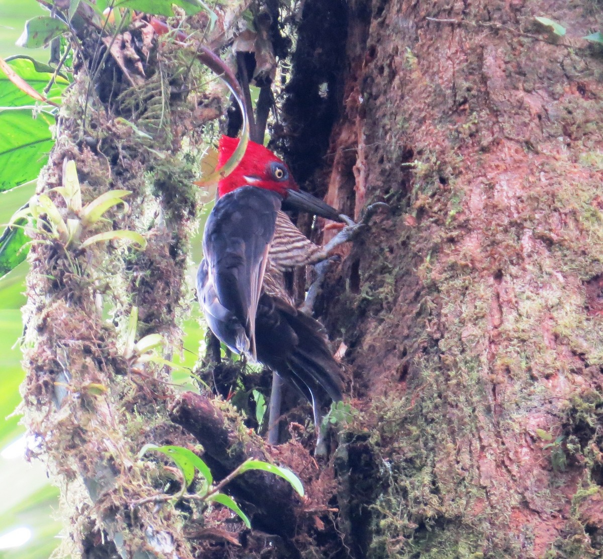 Guayaquil Woodpecker - ML65937301