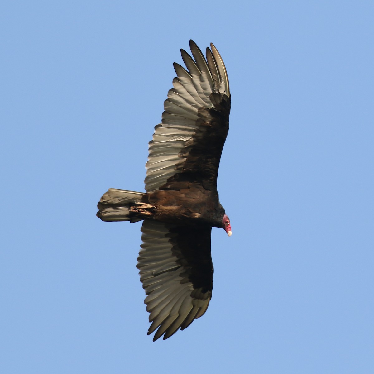 Turkey Vulture - Paul Jacyk 🦉