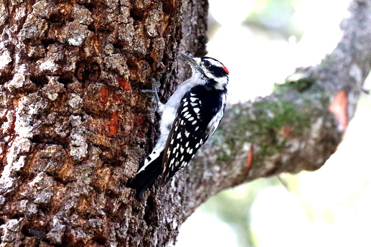 Downy Woodpecker (Eastern) - David McQuade