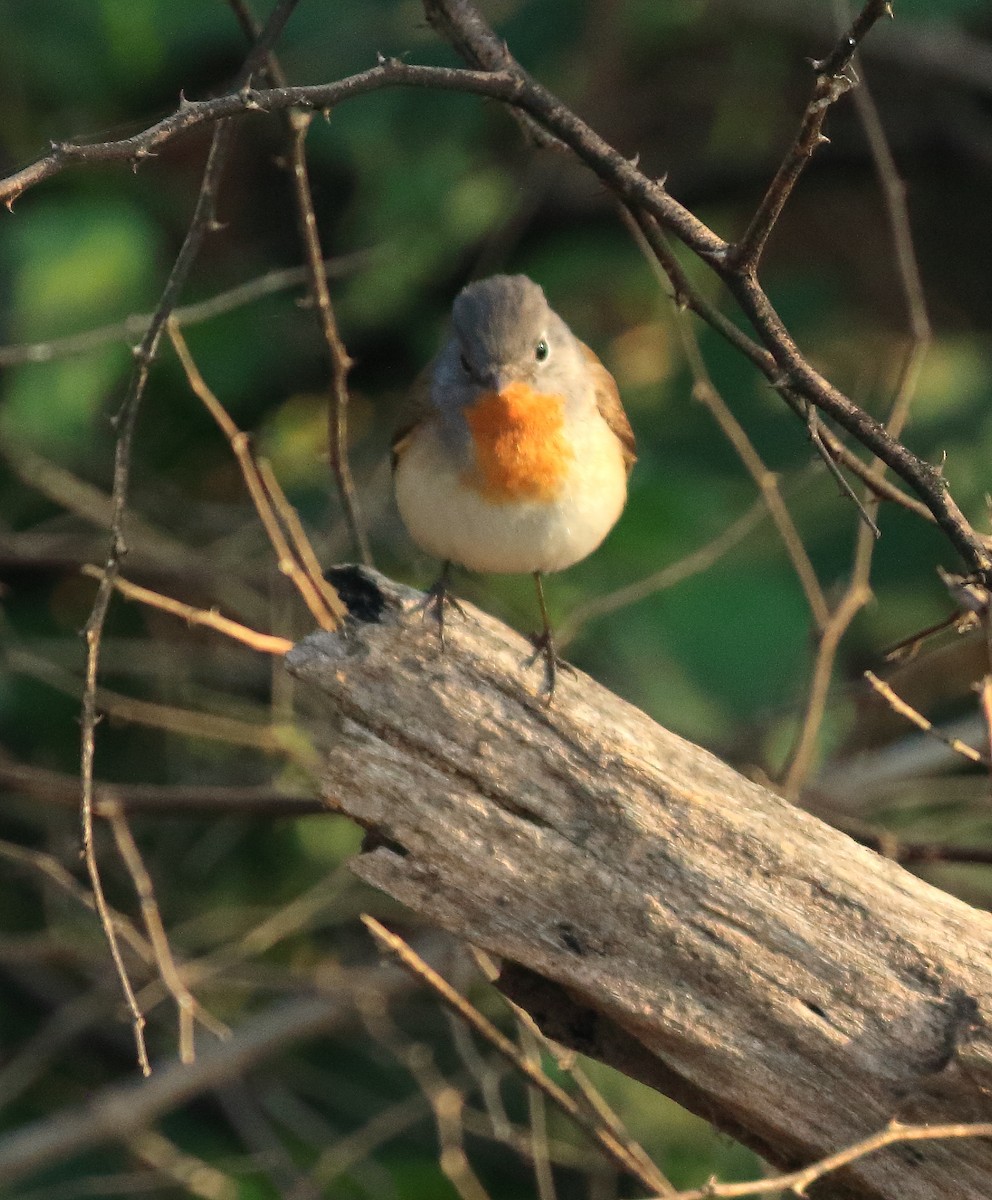 Red-breasted Flycatcher - ML65939081