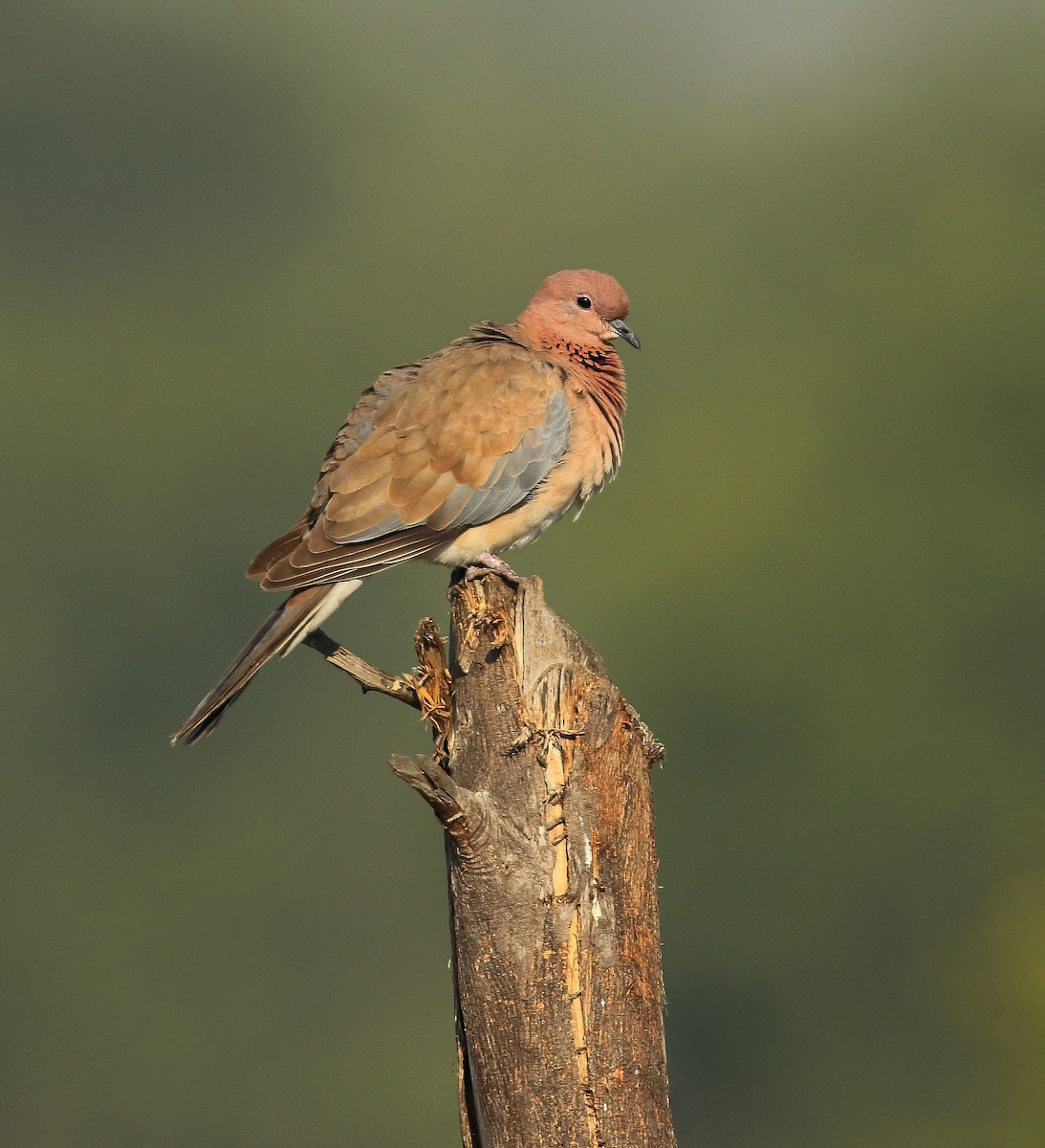 Laughing Dove - ML65939991