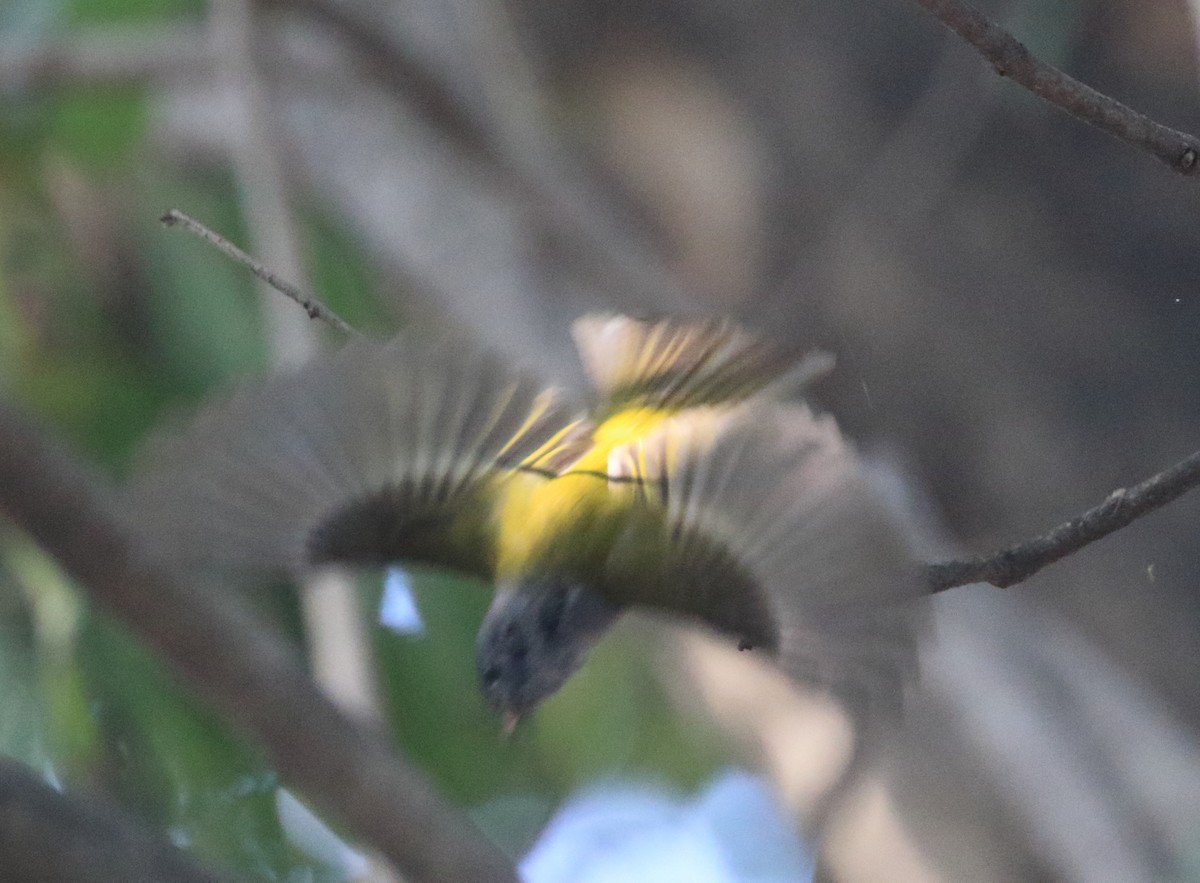 Gray-headed Canary-Flycatcher - ML65941611