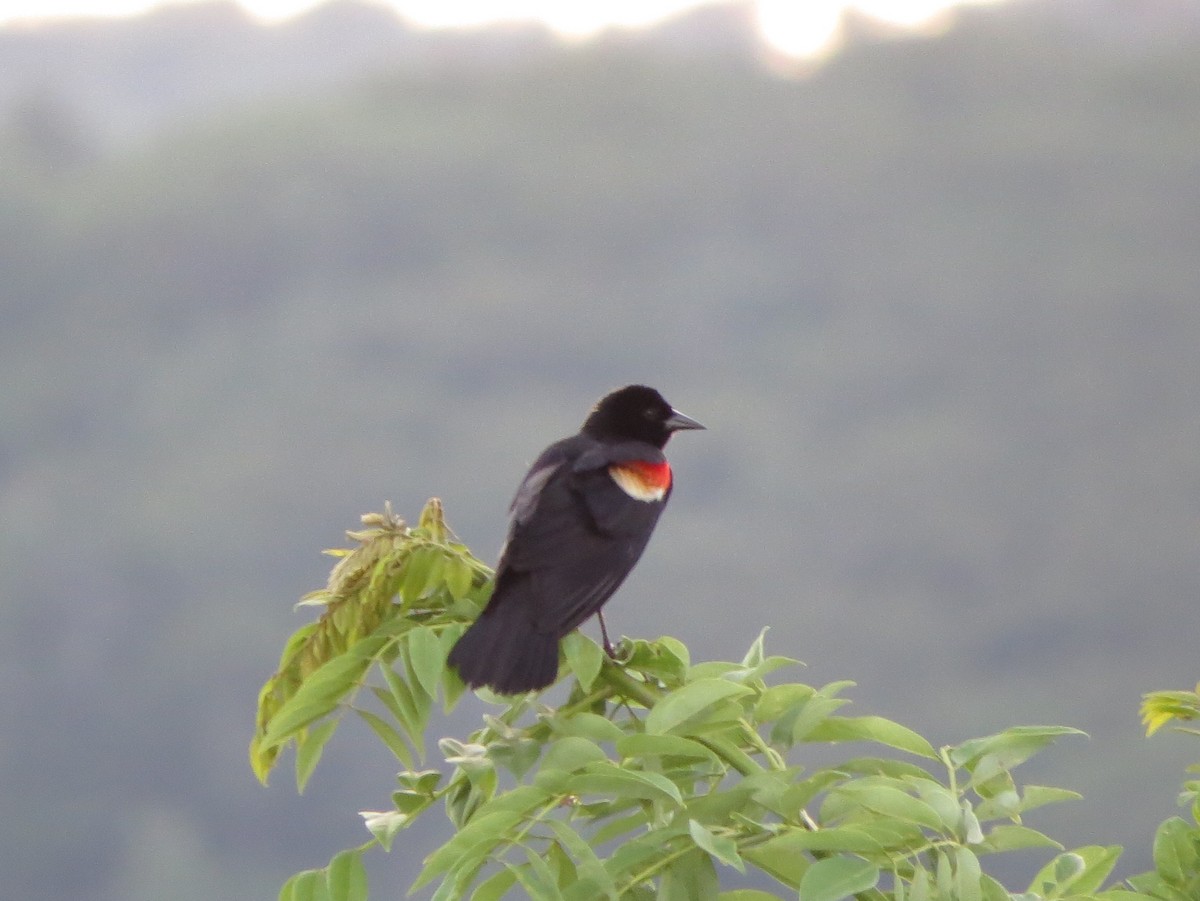 Red-winged Blackbird - Jessie Stuebner