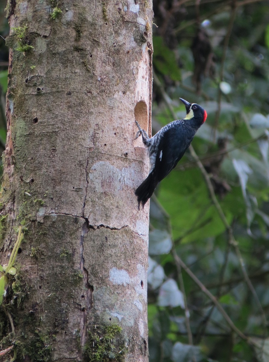 Acorn Woodpecker - Nick Bayly (SELVA)