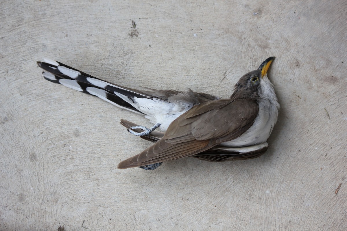 Yellow-billed Cuckoo - Dominique De Caprona