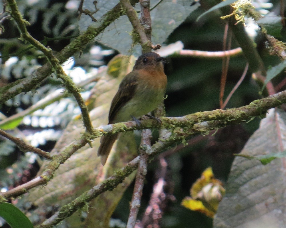 Rufous-breasted Flycatcher - Nick Bayly (SELVA)