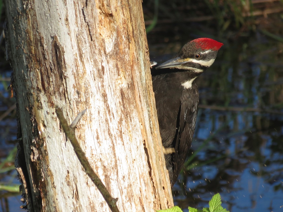 Pileated Woodpecker - ML65944921