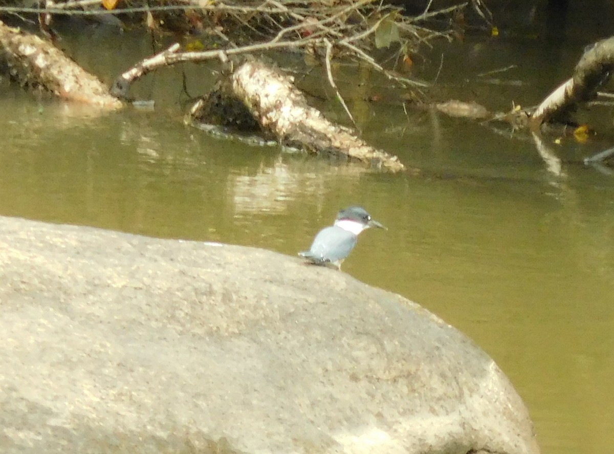 Belted Kingfisher - ML65946431