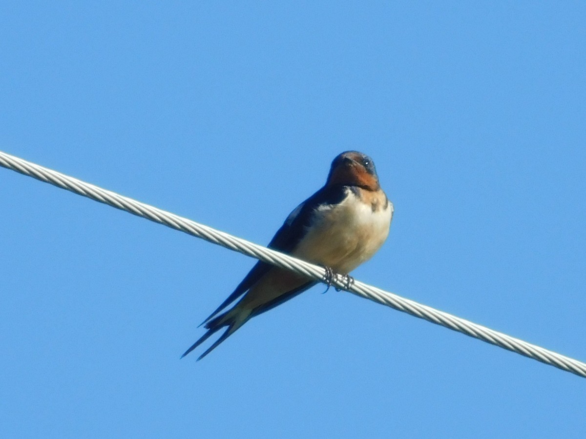 Barn Swallow - Jerry Decker