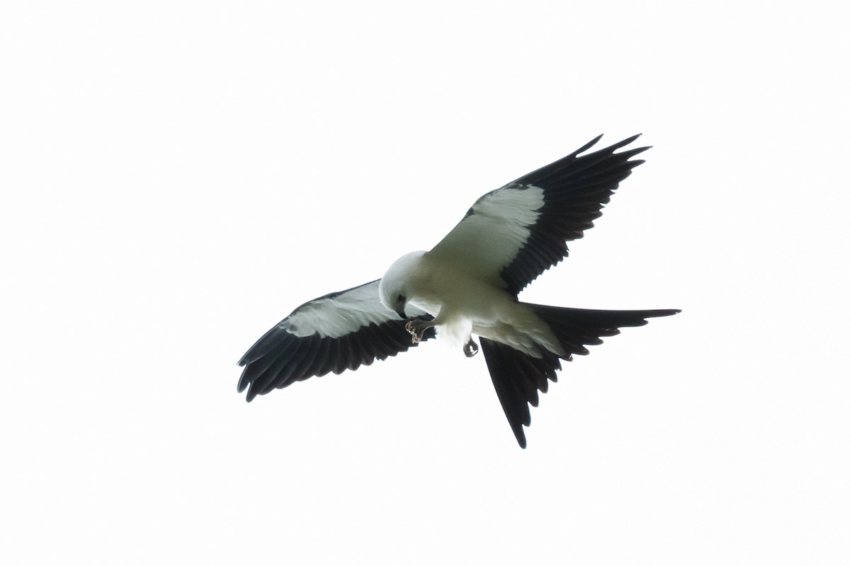 Swallow-tailed Kite - Barry Rowan