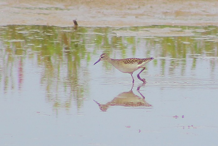 Wood Sandpiper - Theo Stowell