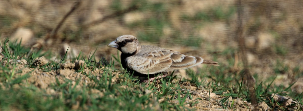 Ashy-crowned Sparrow-Lark - ML65947891