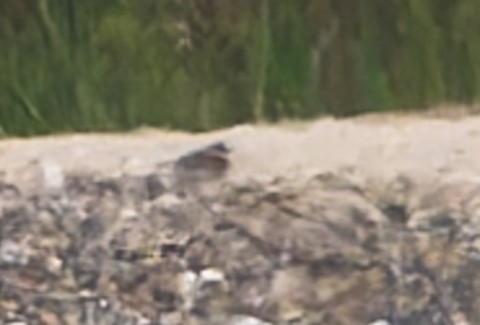 Siberian Sand-Plover