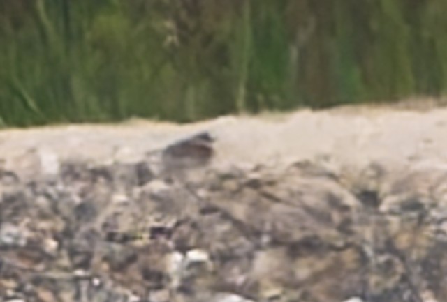 Siberian Sand-Plover