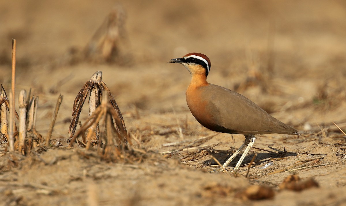Indian Courser - ML65948231