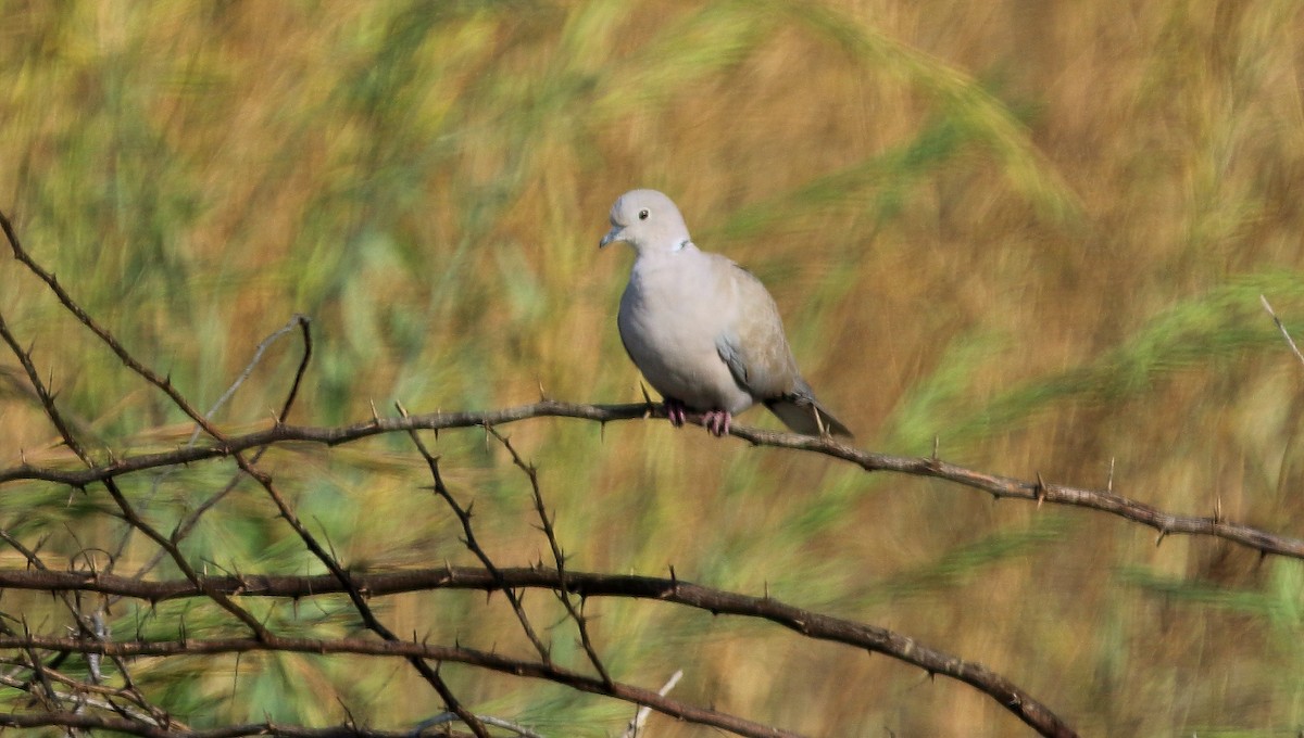 Eurasian Collared-Dove - ML65948391