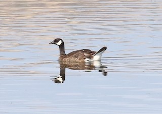 Cackling Goose (Taverner's), ML65948601