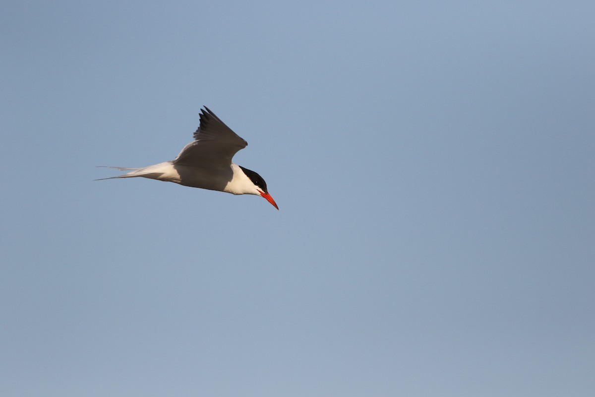 Common Tern - ML65949371